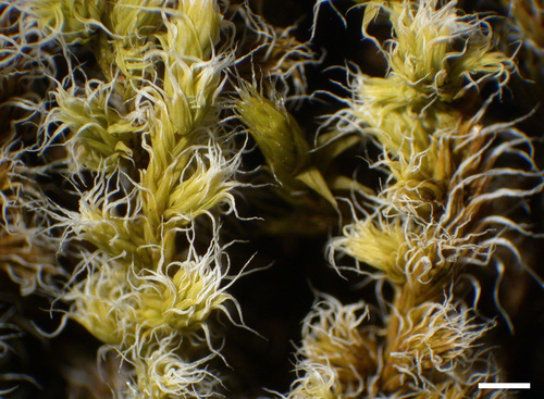Moss or liverwort species - Moss - Racomitrium elongatum